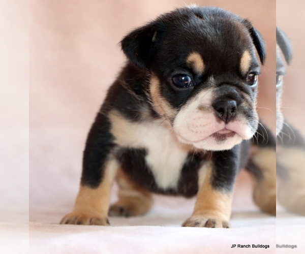 Medium Photo #2 Bulldog Puppy For Sale in WINNSBORO, TX, USA