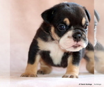 Small #1 Bulldog