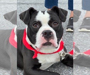Mutt Dogs for adoption in Rockville, MD, USA