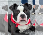 Midnight - Male Mutt Dog for Adoption - Small photo