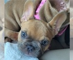 Small #4 French Bulldog