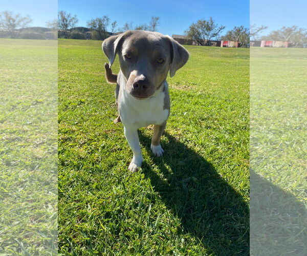 Medium Photo #3 Dachshund-Unknown Mix Puppy For Sale in La Verne, CA, USA