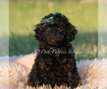 Small Photo #86 Poodle (Miniature) Puppy For Sale in WARSAW, IN, USA