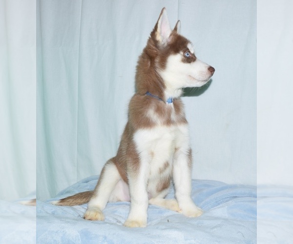 Medium Photo #5 Siberian Husky Puppy For Sale in PATERSON, NJ, USA