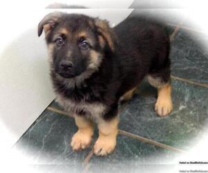 German Shepherd Dog Puppy for sale in HAMMOND, IN, USA