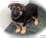 Image preview for Ad Listing. Nickname: German Shepherd