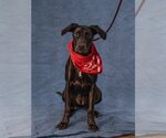 Small Photo #16 Plott Hound-Pointer Mix Puppy For Sale in Lake Forest, CA, USA