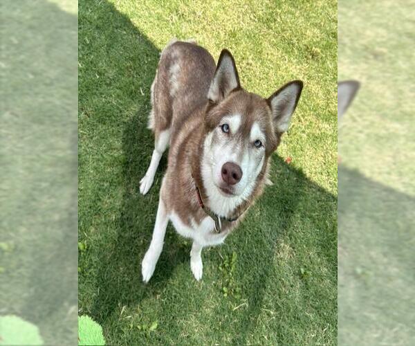 Medium Photo #1 Siberian Husky Puppy For Sale in Temple, TX, USA
