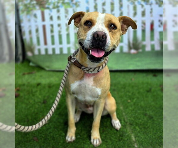 Medium Photo #2 Mutt Puppy For Sale in Long Beach, CA, USA