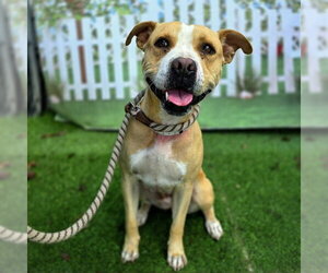 *MELODY - Female Mutt Dog for Adoption - Photo #2