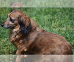 Small #9 Chiweenie