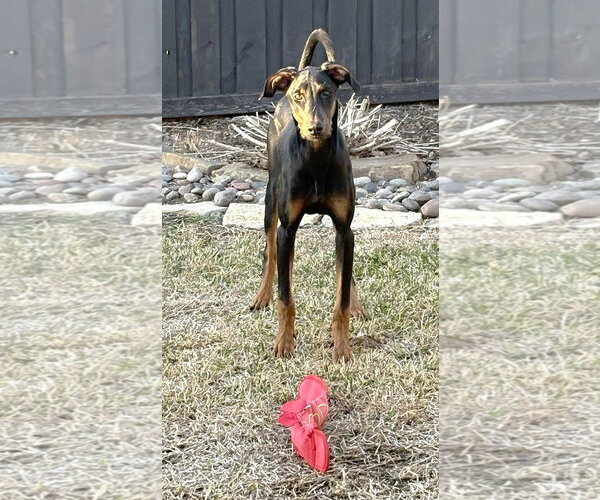 Medium Photo #23 Doberman Pinscher Puppy For Sale in Boonton, NJ, USA