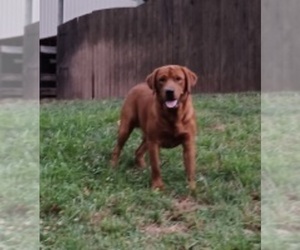 Father of the Labrador Retriever puppies born on 03/25/2024