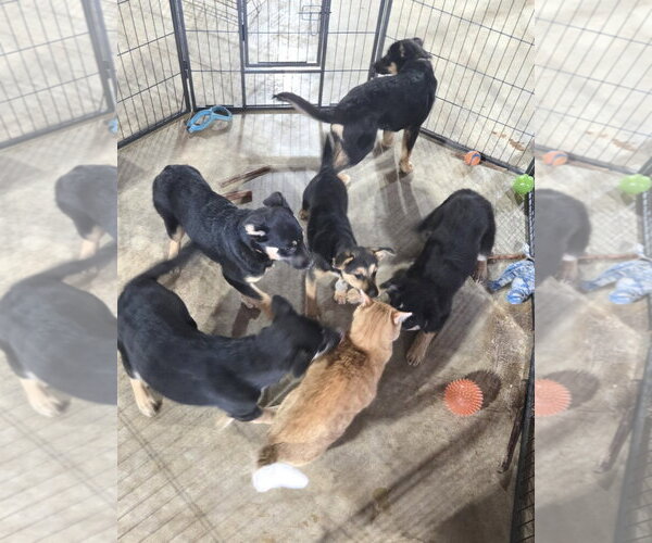 Medium Photo #5 German Shepherd Dog-Unknown Mix Puppy For Sale in Centreville, VA, USA