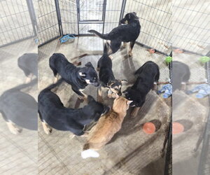 Zaida 7285 - Female German Shepherd Dog-Unknown Mix Dog for Adoption - Photo #5