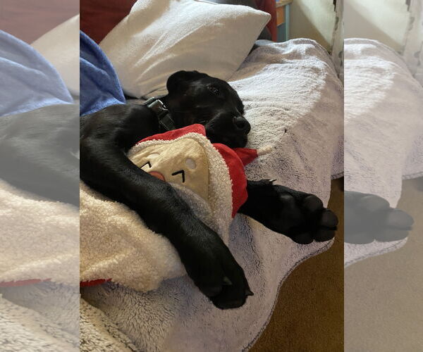 Medium Photo #4 Labrador Retriever-Unknown Mix Puppy For Sale in Farmington, MN, USA