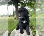 Small Photo #12 Bernedoodle-Golden Retriever Mix Puppy For Sale in BEULAH, MI, USA