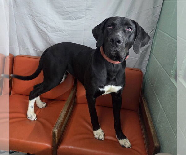 Medium Photo #2 Great Dane-Unknown Mix Puppy For Sale in Martinsburg, WV, USA