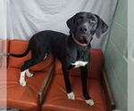 Small #1 Great Dane Mix