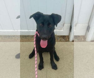 Scout - courtesy post MM - Female Mutt Dog for Adoption - Photo #2