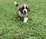 Puppy Yellow Saint Bernard