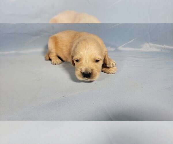 Medium Photo #35 Golden Retriever Puppy For Sale in FALCON, CO, USA
