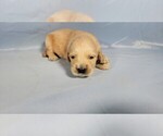 Small #2 Golden Retriever