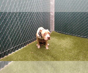 Mutt Dogs for adoption in Downey, CA, USA