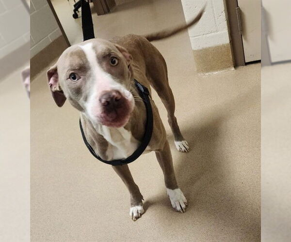 Medium Photo #1 American Pit Bull Terrier Puppy For Sale in Decatur, IL, USA