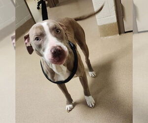 American Pit Bull Terrier Dogs for adoption in Decatur, IL, USA
