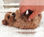 Small #1 Cavapoo