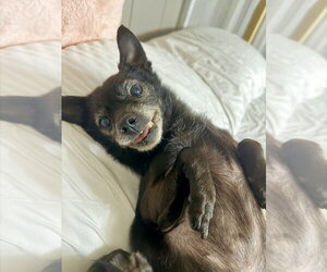 Chihuahua-Unknown Mix Dogs for adoption in Mooresville, NC, USA