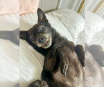 Small Chihuahua Mix