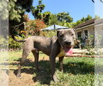 Small #2 Labrador Retriever-Staffordshire Bull Terrier Mix