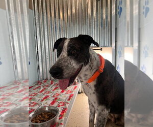 Windsor - Male Catahoula Leopard Dog-Great Dane Mix Dog for Adoption - Photo #12