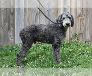 Poodle (Standard) Dog for Adoption in NEW MARKET, Tennessee USA