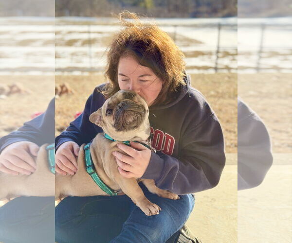 Medium Photo #5 French Bulldog Puppy For Sale in West Cornwall, CT, USA
