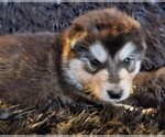 Small Photo #25 Alaskan Malamute Puppy For Sale in MIDWEST CITY, OK, USA