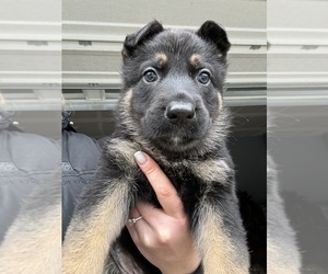 German Shepherd Dog Puppy for sale in YELM, WA, USA