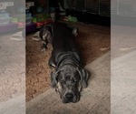 Small #4 Great Dane