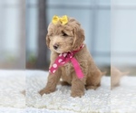 Small Photo #4 Goldendoodle Puppy For Sale in FROSTPROOF, FL, USA