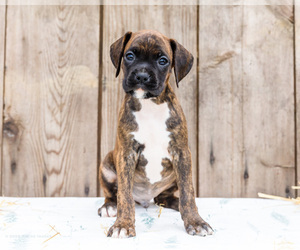 Medium Boxer