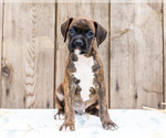 Puppy Blair Boxer
