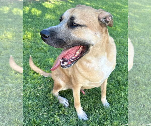 Medium Photo #5 Anatolian Shepherd-Unknown Mix Puppy For Sale in Phoenix, AZ, USA