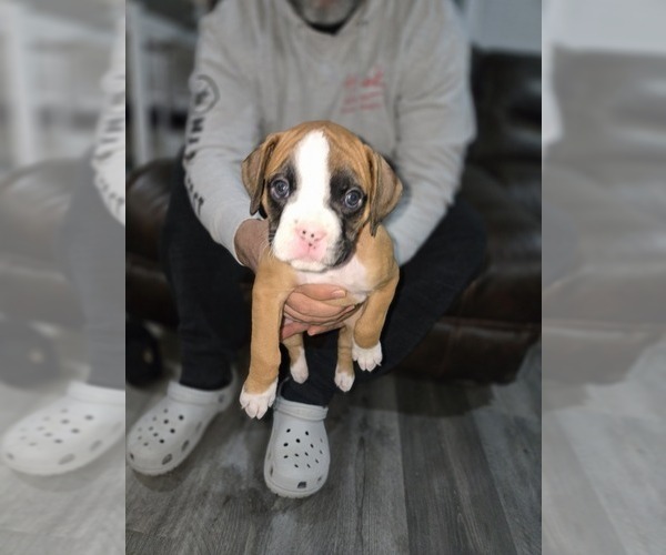 Medium Photo #12 Boxer Puppy For Sale in GALLOWAY, NJ, USA
