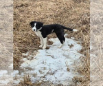 Puppy Logan Border-Aussie
