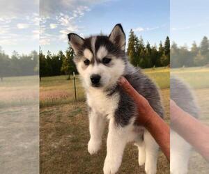 Siberian Husky Puppy for sale in GARWOOD, ID, USA
