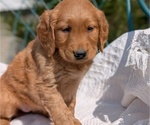 Small #11 Golden Retriever