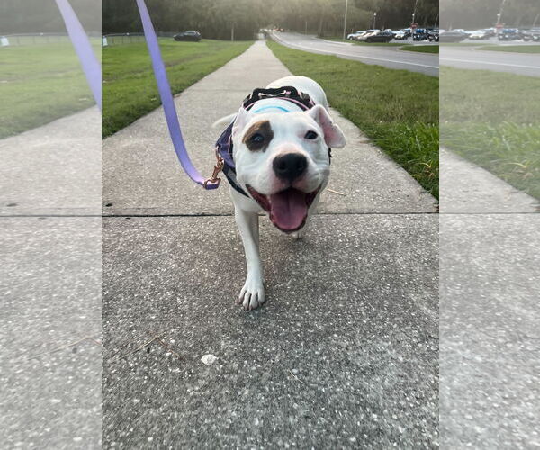 Medium Photo #1 Mutt Puppy For Sale in  Gainesville, FL, USA