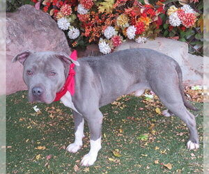Mutt Dogs for adoption in Oklahoma City, OK, USA